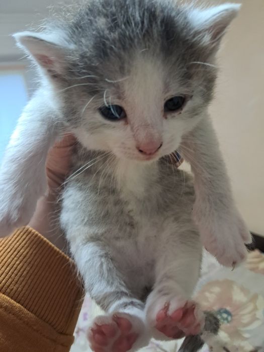 SOS! SOS! SOS!!!  Кошенята в добрі руки!