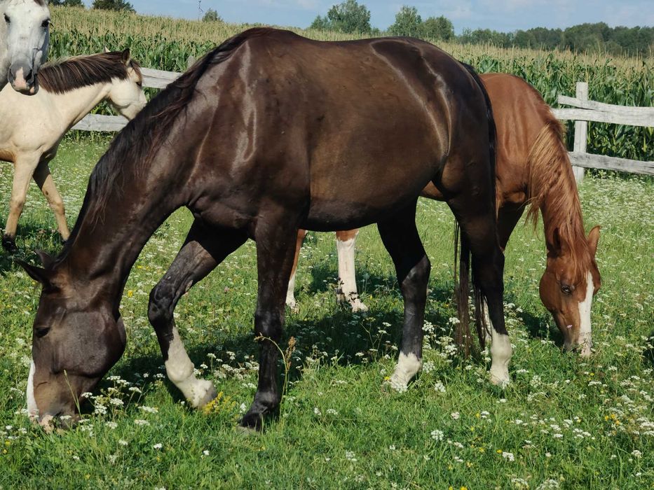 Wałach wlkp po Rumianku