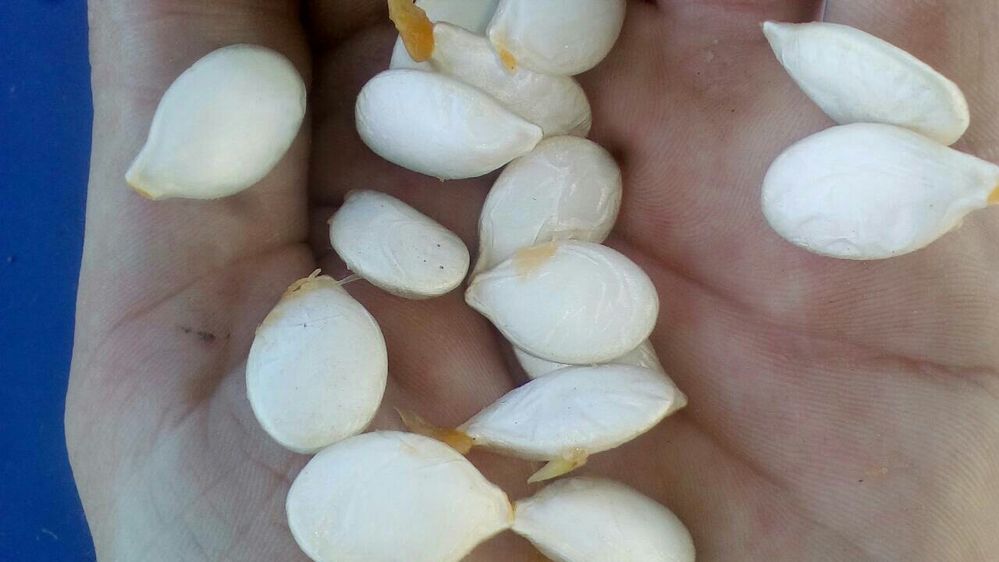 Семена насiння кабака гарбуза тыквы посевной материал Болгарка Серая