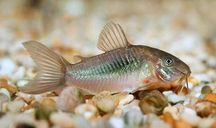 Kirysek spiżowy (Corydoras aeneus) WYSYŁKA AKWAWIN