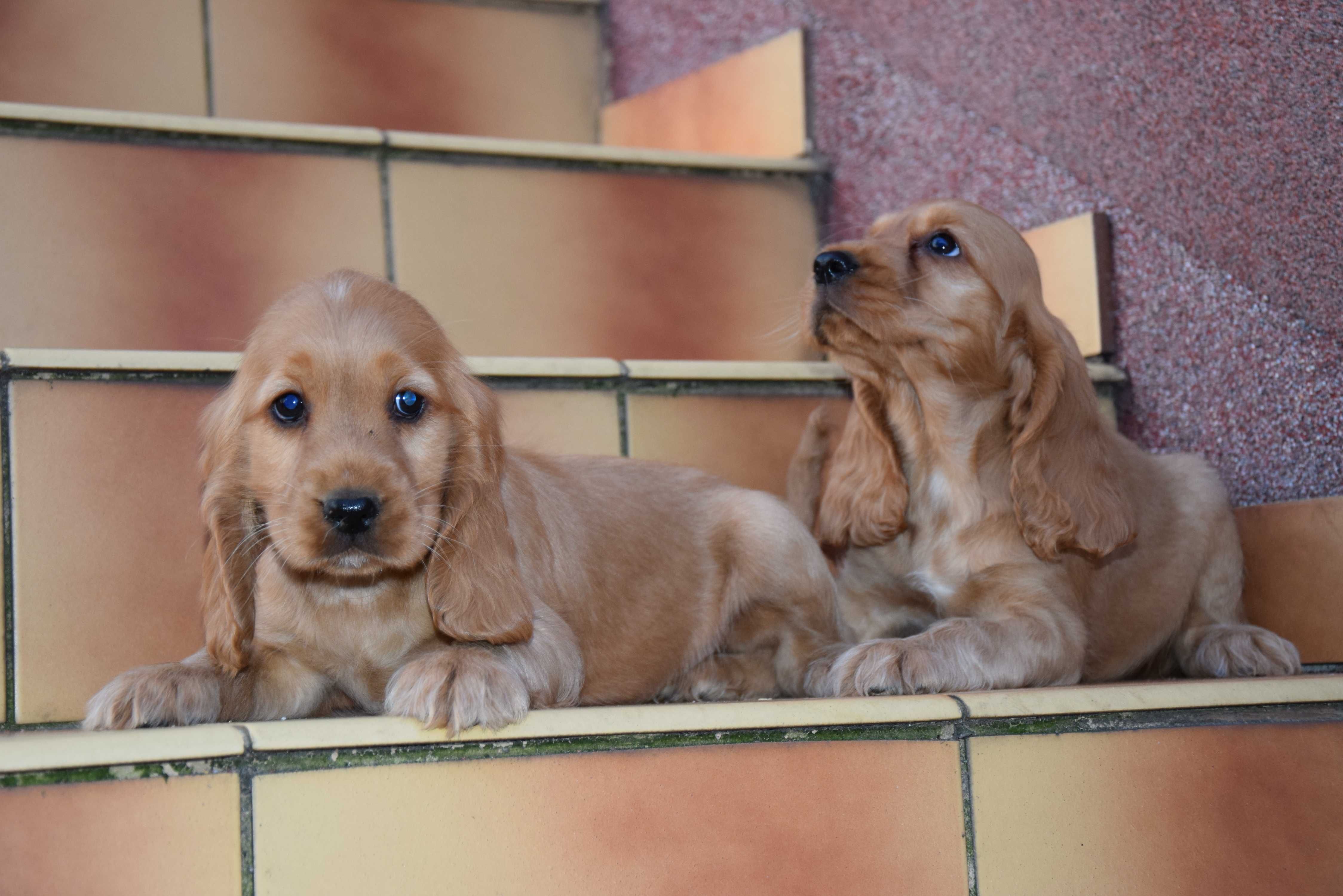 Cocker Spaniel - szczenię