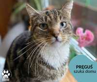 Znaleziono szaro-burego kota  "Pręguś"-gotowy do adopcji