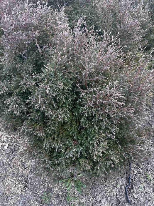 Туя вереско подібна