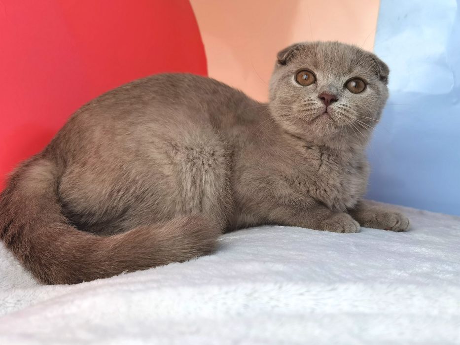 Лиловая вислоухая кошечка с документами и прививками