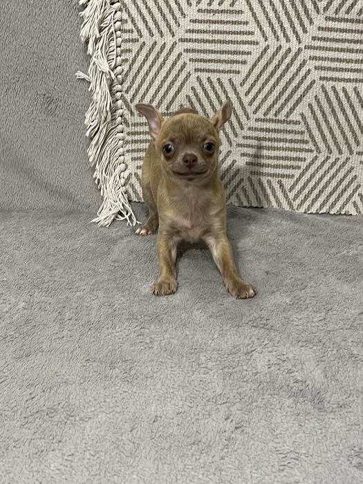 Найкращий друг хлопчик чихуахуа