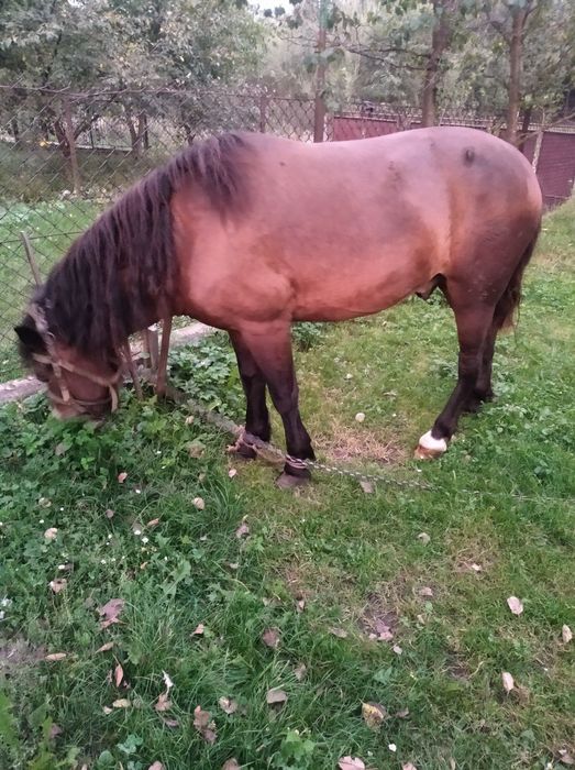 Продається кінь.