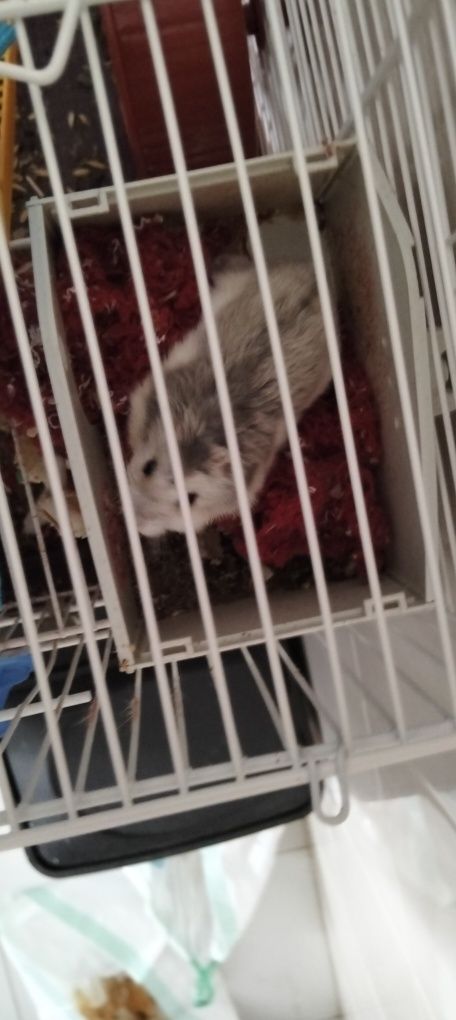 Gaiola para hamster