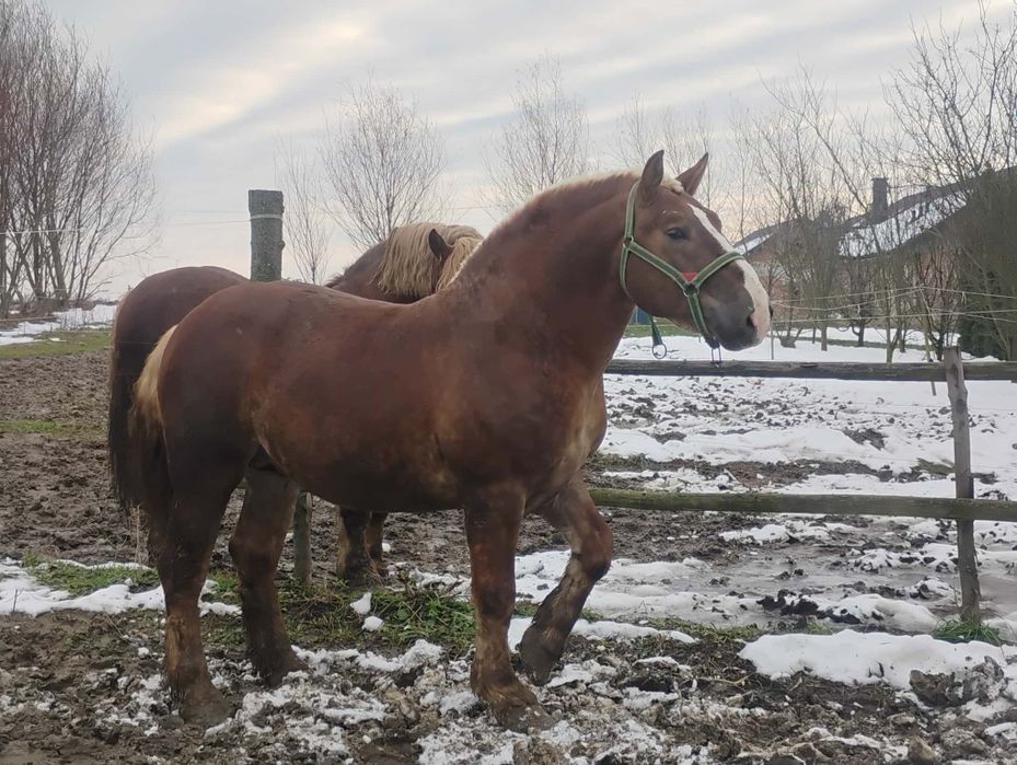 Ogier zimnokrwisty sokólski