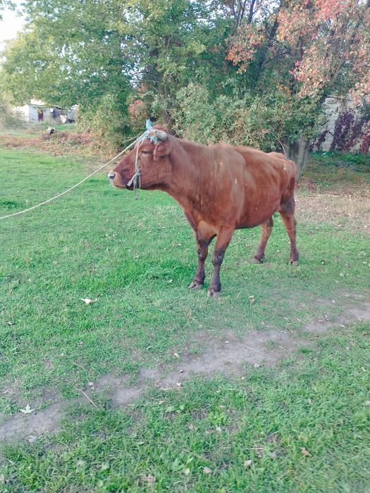 Продам телку на корову