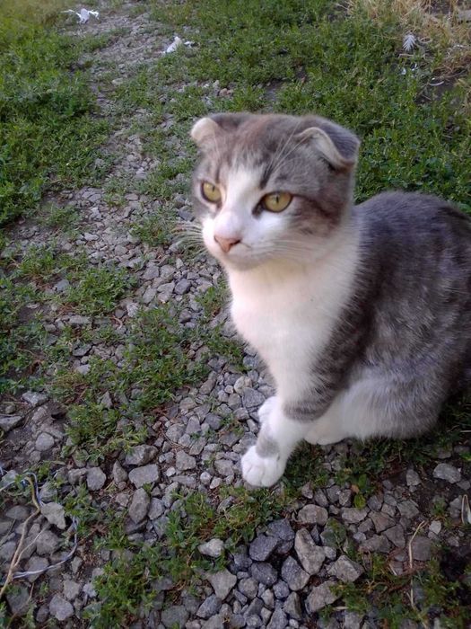 Віддам висловухих кошенят в добрі руки