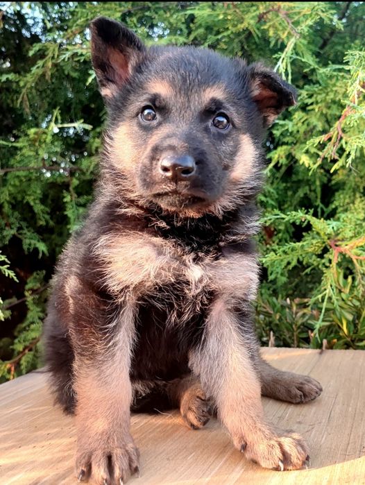 Pastor alemão macho puro Excelência