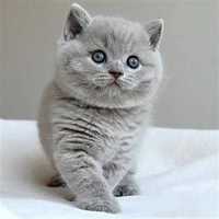 Scottish fold gato