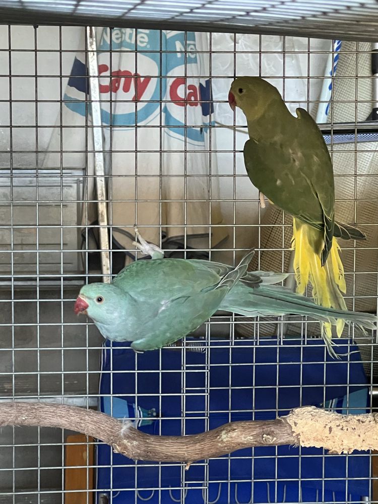 RING NECK  2024 / RM Birds