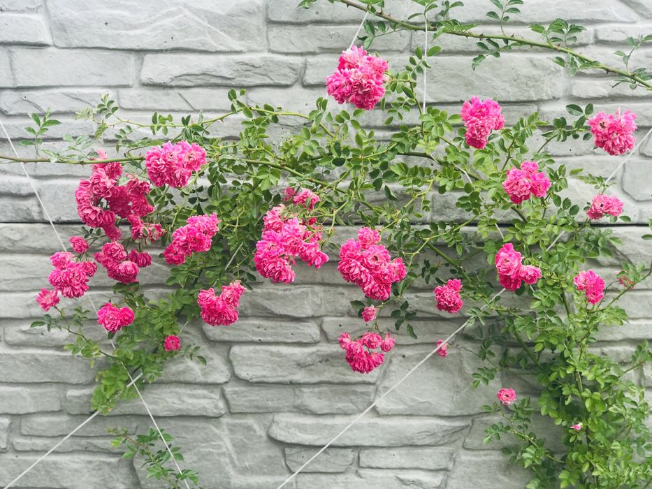 Роза плетистая розовая