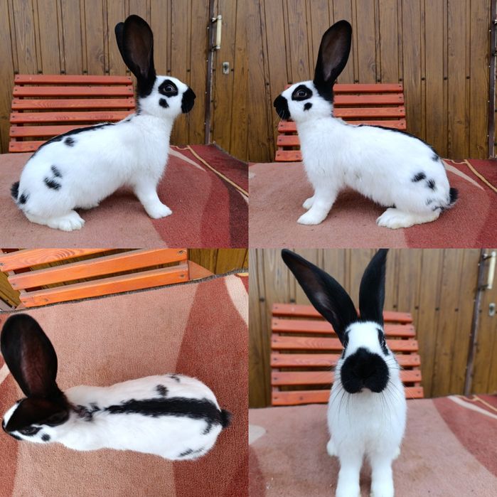 Самчики Німецького Строкача