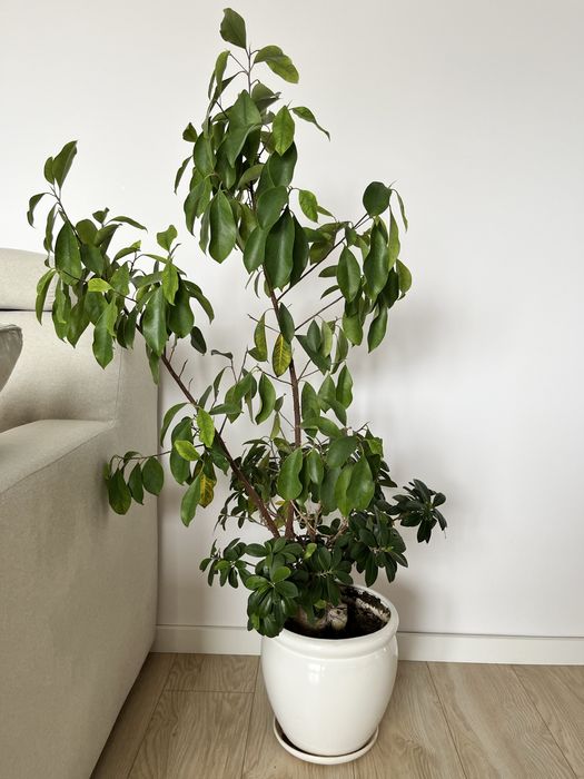 Bonsai drzewko doniczkowe