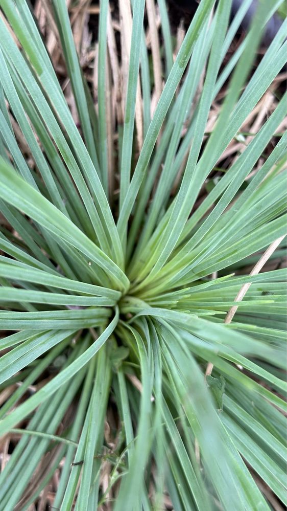 Xanthorrhoea glauca