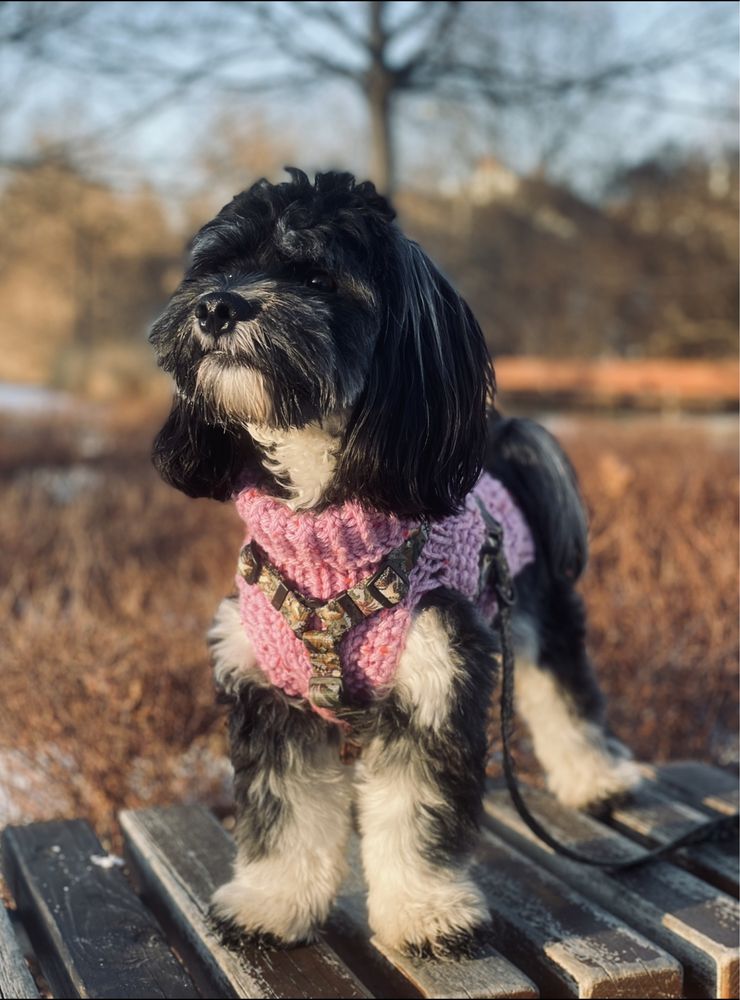 Zestaw ubranko sweter sweterek dla psa hand made czlowiek
