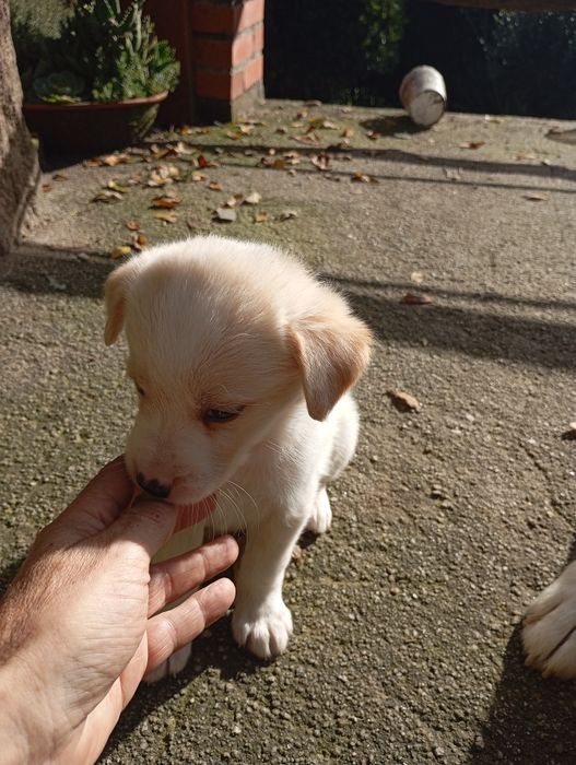 Crias de husky para doar.