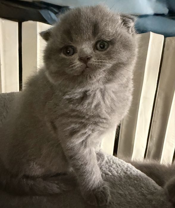 Котята скоттиш-фолд