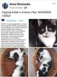 Zaginął kotek w Bytomiu. Nagroda 1000zł