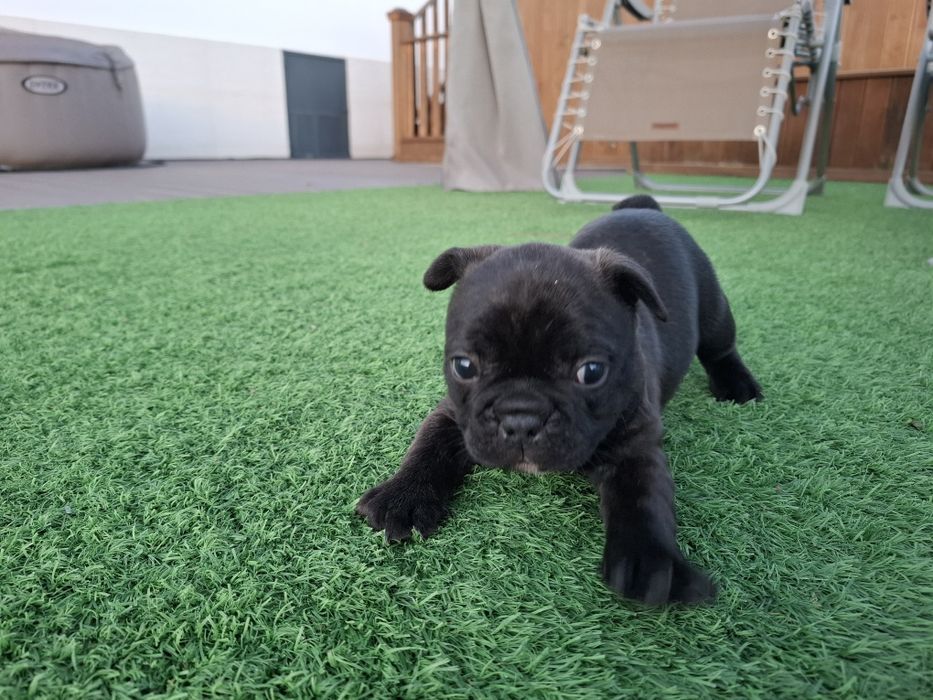 Bulldog francês macho