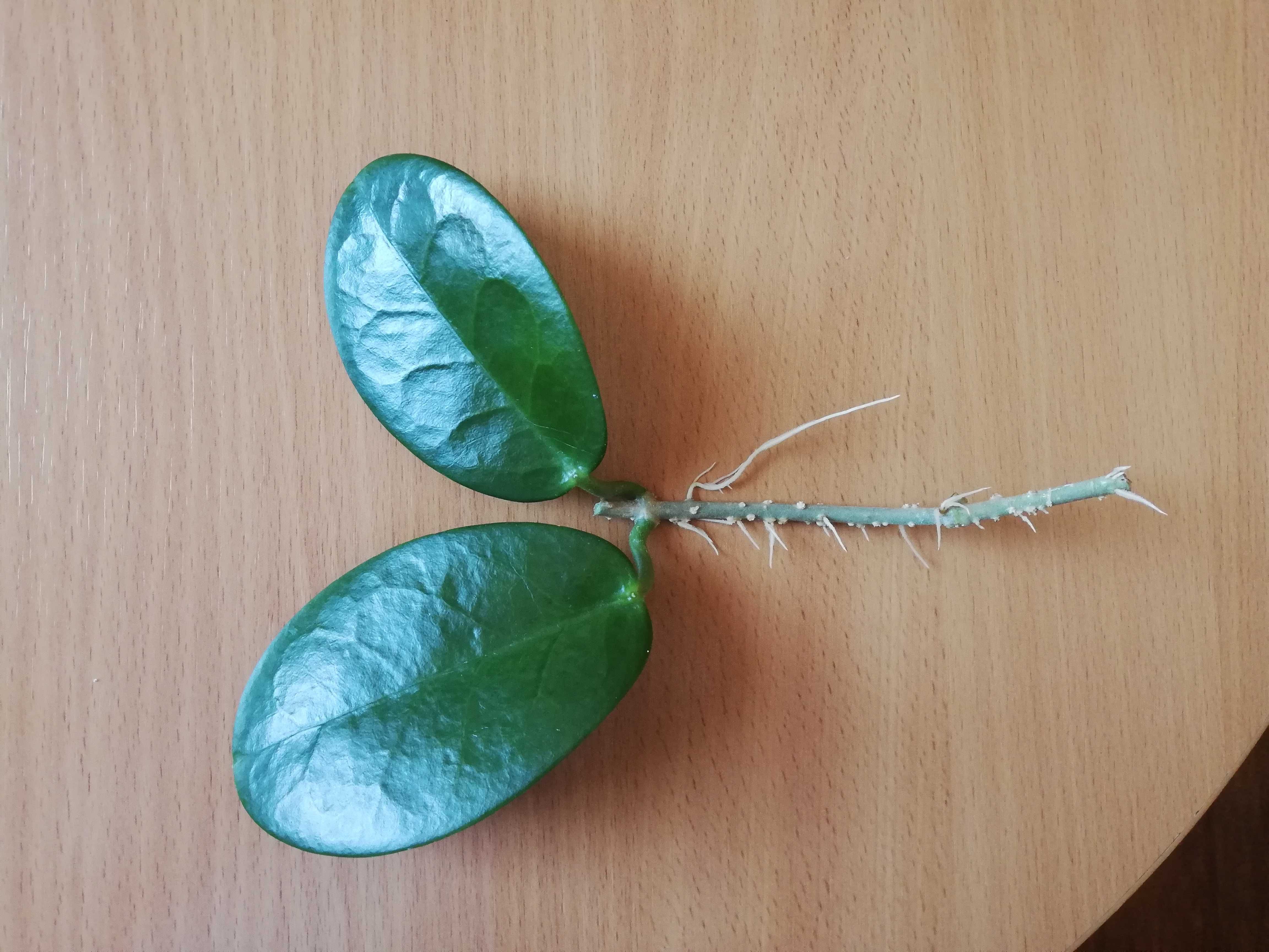 Hoya Australis roślina pnąca ukorzeniona hoja hoia kwitnąca