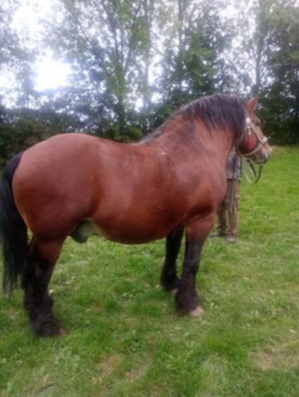 Witam Sprzedam ogiera