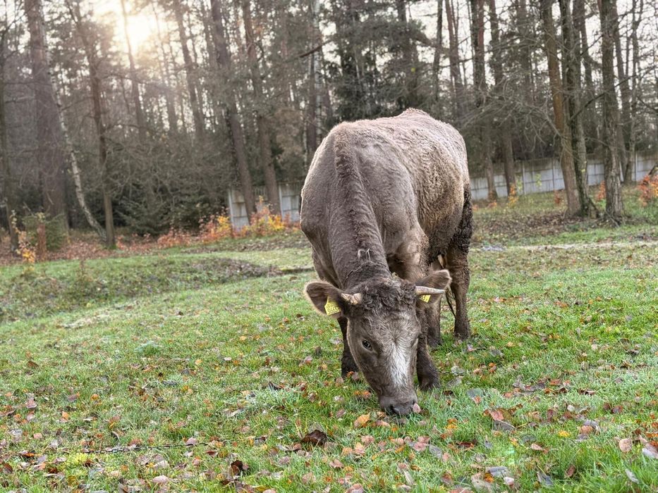 Jałówka wysokocielna