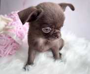 ***Mini maluszek gotowy do odbioru mini malutki piesek chihuahua***