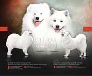 Samoyed październik 2025r ZKwP