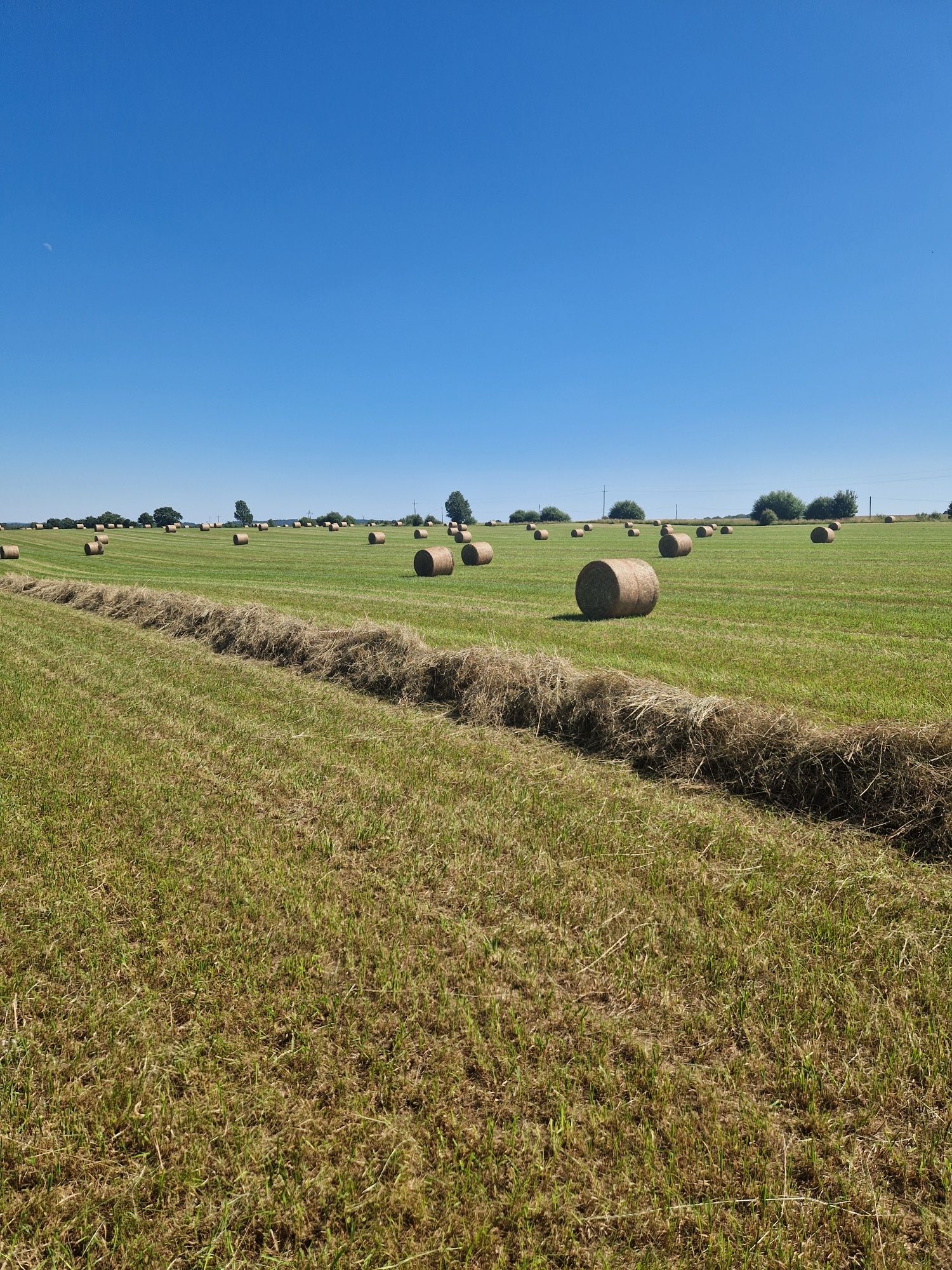 Siano z gruntów ornych