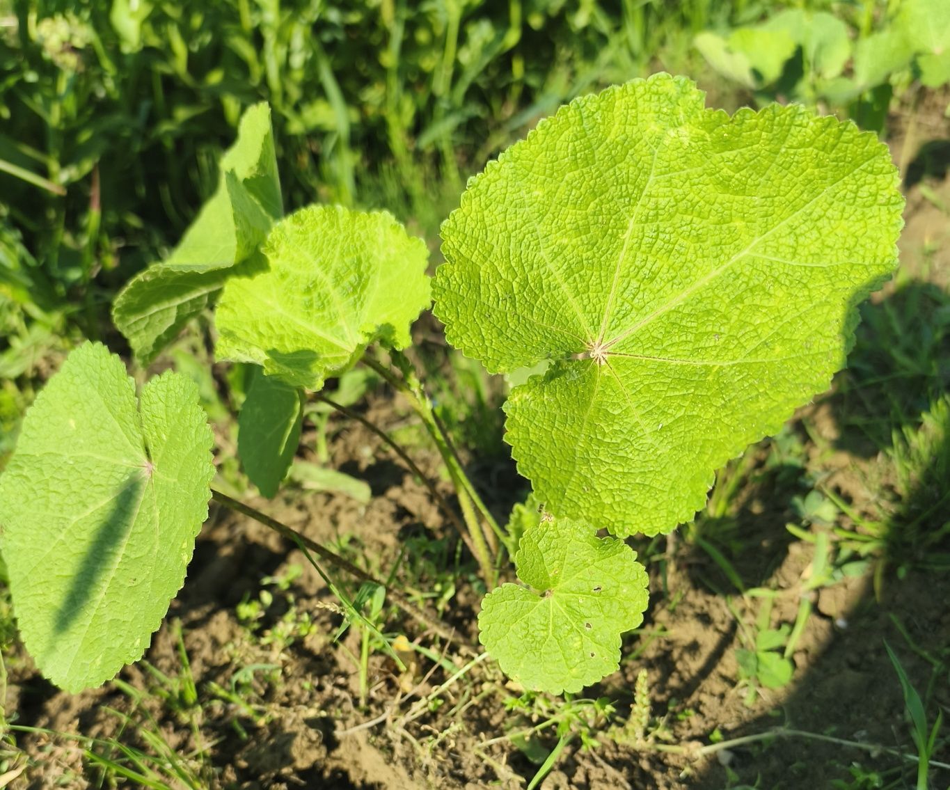 Malwa sadzonki 8 sztuk