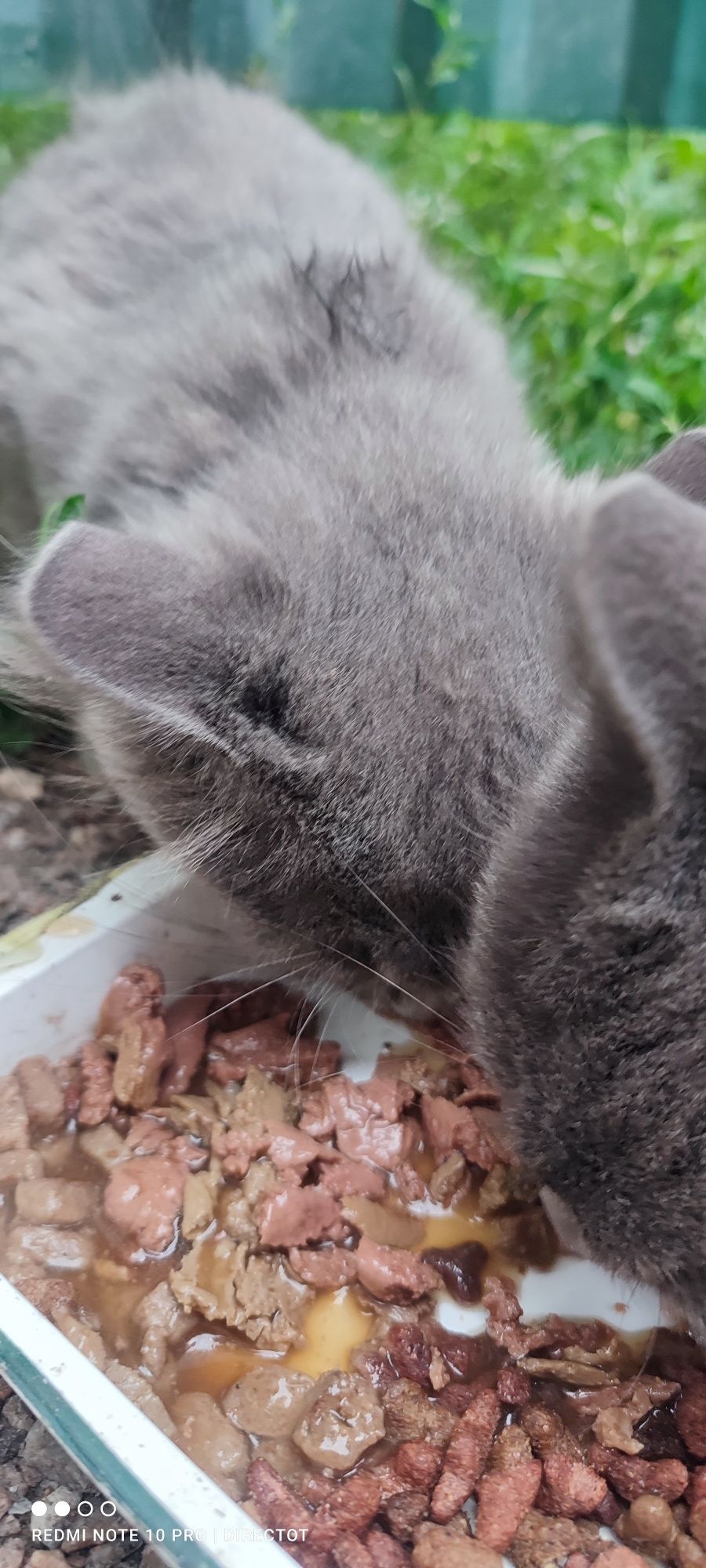 Котик безкоштовно