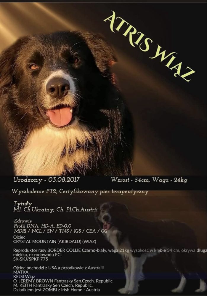 Szczenię piesek Border Collie