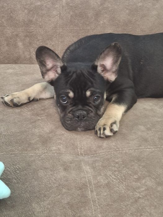 Французький бульдог