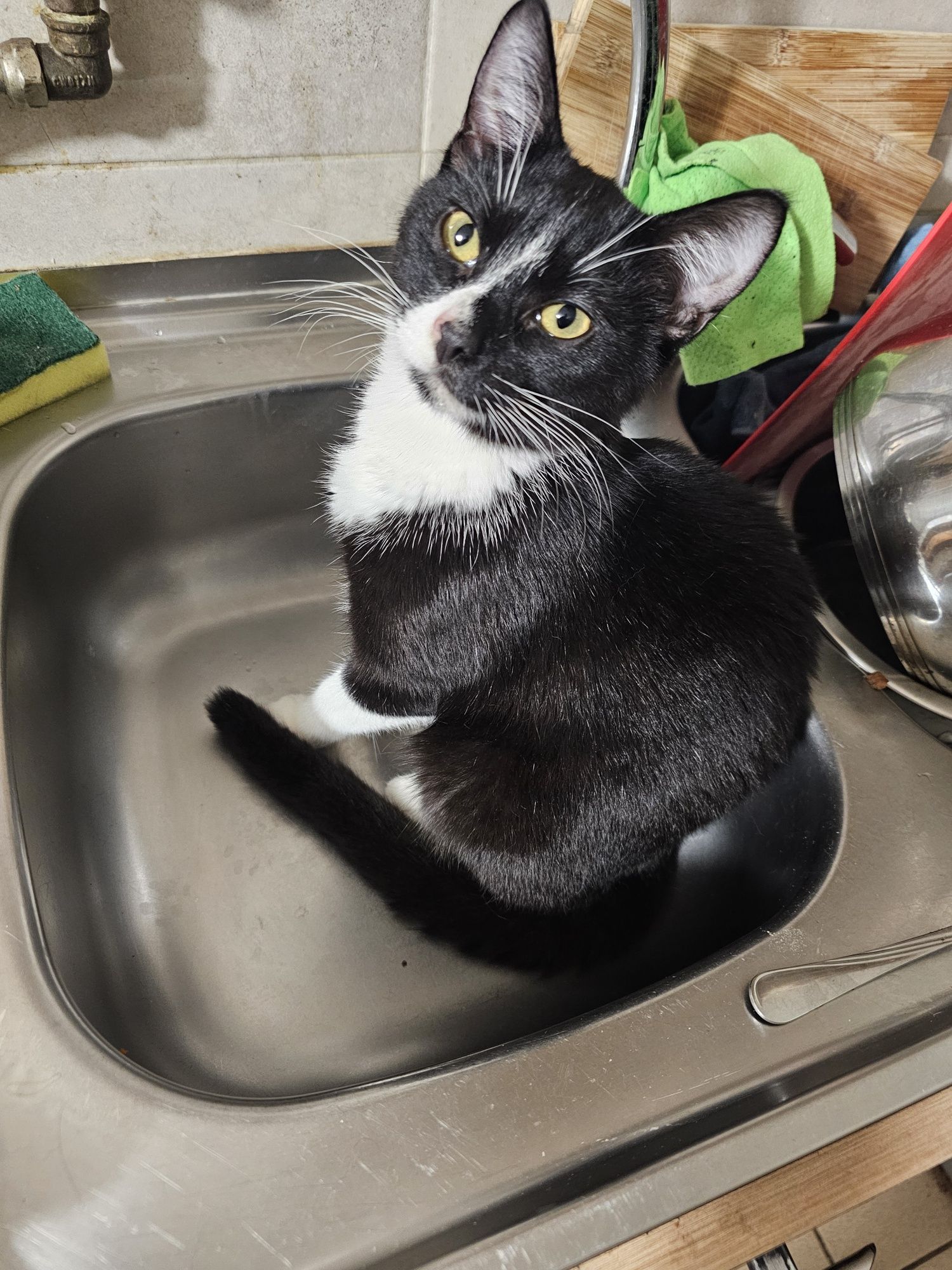 Kotek do adopcji