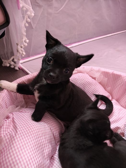 Чихуахуа дівчинка та два хлопчика