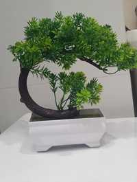 Niespotykane drzewko BONSAI