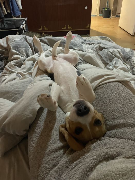 Собака, дівчинка бігль