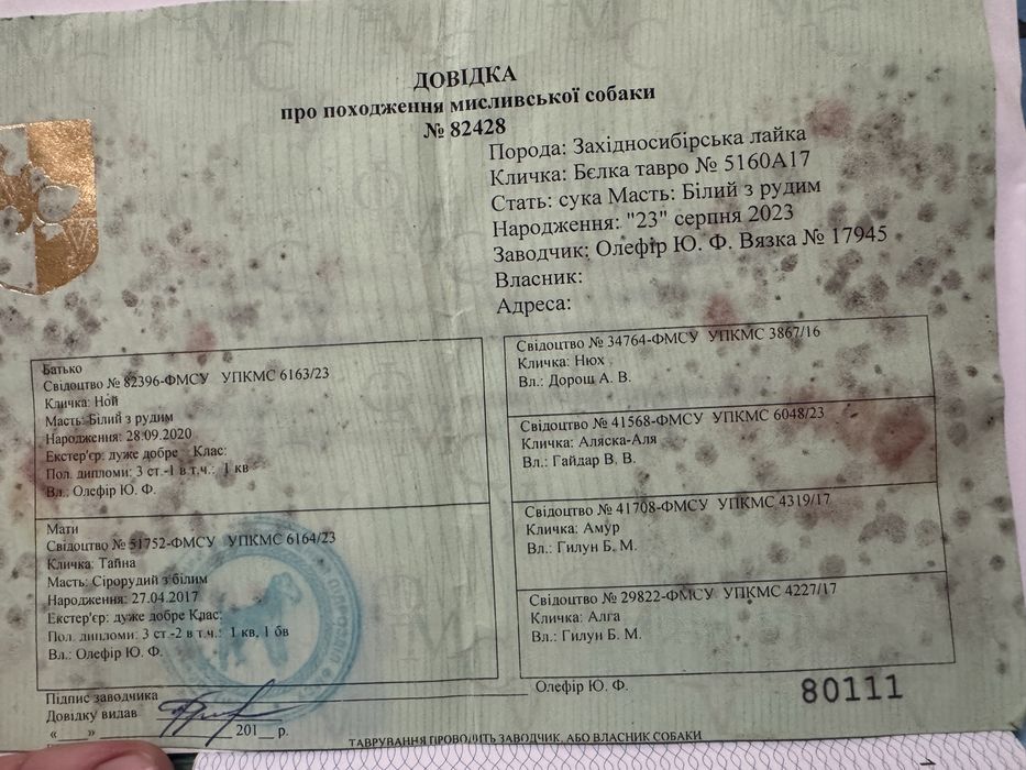 Віддамо в добрі руки цуцики Західносибірської Лайки