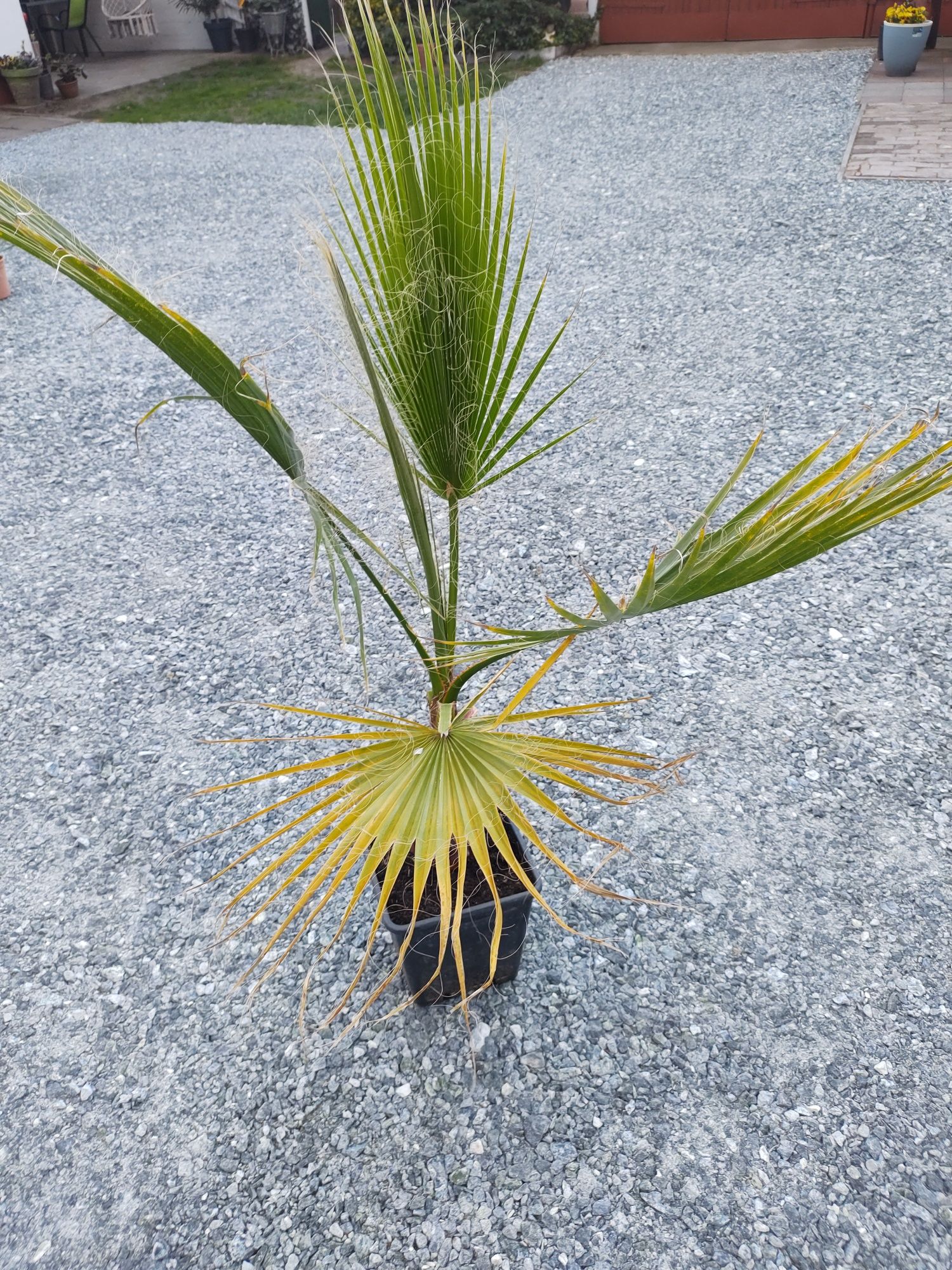 Palma Washingtonia Filifera (nitkowata) 120 - 140 cm