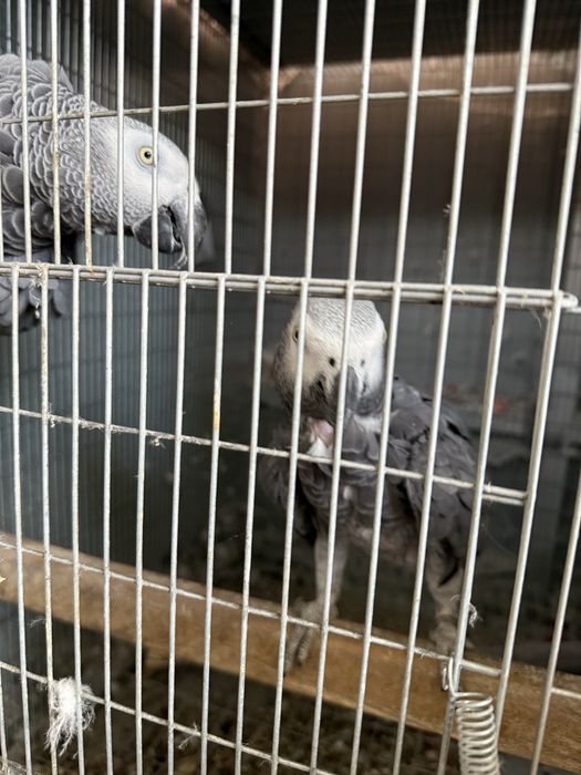 Casal reprodutor de papagaios cinzentos