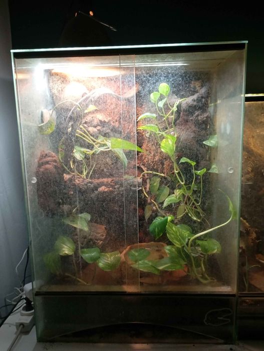 Rzekotki australijskie