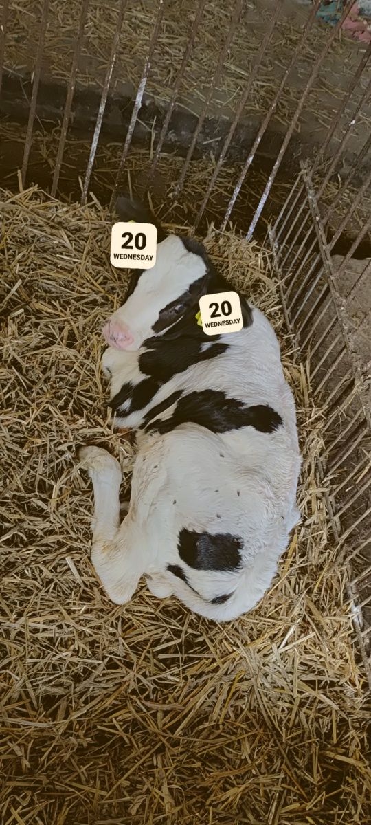 8 byczków z jednego gospodarstwa