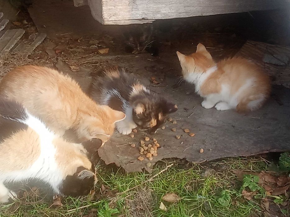 Oddam za darmo w Dobre ręce