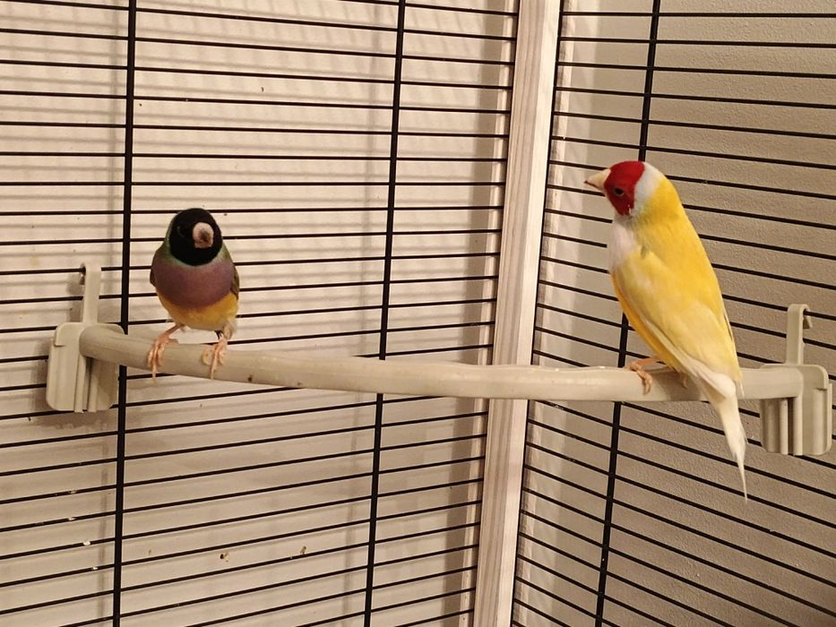 Amadyna wsaniała - 2 sztuki