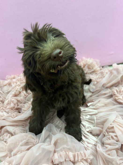 GOTOWA DO ZMIANY DOMBarbet francuski pies dowodny nie doodle, cockapoo