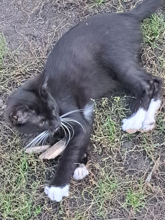 Mlode kociaki do oddania