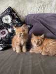 Kotka rasy Maine Coon